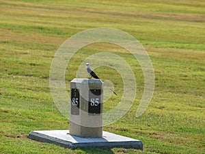 Scissor Tail Flycather Sits on a Section Marker