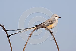 Scissor-tailed Flycatcher