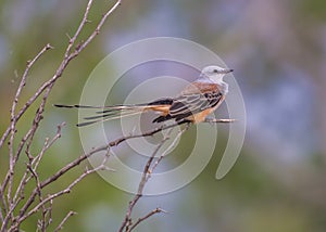 Scissor-tailed Flycatcher Bird