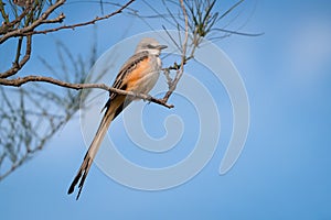 Scissor-tailed Flycatcher at Mitchell Lake, Texas