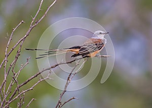 Scissor-tailed Flycatcher Bird photo