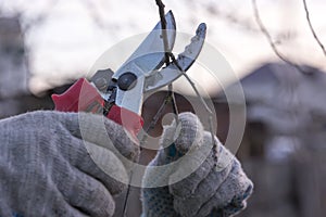 Scissors cut a branch of a tree