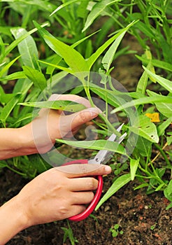 Scissors cut swamp cabbage