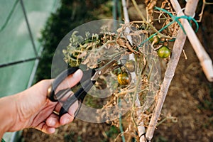 Scissors cutting tomatoes at vegetable garden greenhouse at sunset. self sufficiency concept