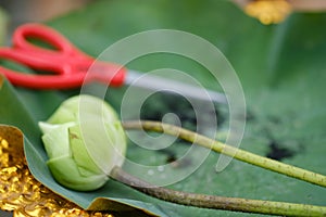 The scissors and lotus are placed in lotus leaves is a Thai tradition