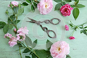 Scissors and pink roses