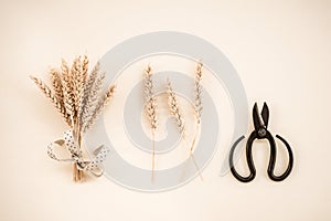 Scissors and wheat ears on canvas background