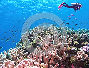 Scissortail Damselfish School over a Coral Reef in the Marshall Islands