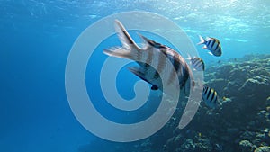 Scissortail Sergeant (Abudefduf sexfasciatus) fish in red sea ocean