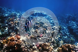 Scissortail sergeant fish (Abudefduf sexfasciatus) striptailed damselfish underwater, Tropical waters