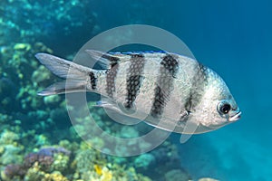 Scissortail Sergeant Major, Pintano, Abudefduf In Blue Turquoise Water. Striped Indo-Pacific Tropical Fish In The Ocean.