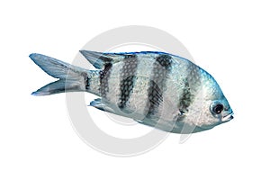 Scissortail Sergeant Major, Pintano, Abudefduf Isolated On White Background. Striped Indo-Pacific Tropical Fish. Saltwater