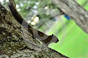 A Sciuridae stuck to the tree trunk