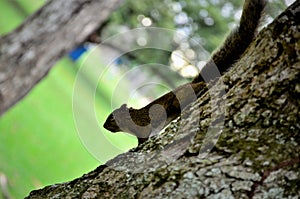 Sciuridae on tree trunk in field
