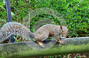 Sciurus carolinensis, eastern gray squirrel.