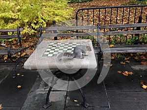 A Sciurus Carolinensis Sitting on a Chess Table in City Hall Park in Manhattan in the Fall.