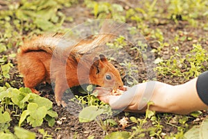 Sciurus. Rodent. The squirrel eats nuts from the hand. Beautiful red squirrel in the park