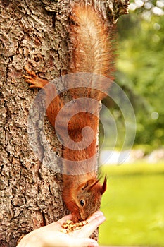 Sciurus. Rodent. The squirrel eats nuts from a hand. Beautiful red squirrel in the park