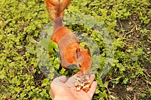 Sciurus. Rodent. The squirrel eats nuts from a hand. Beautiful red squirrel in the park