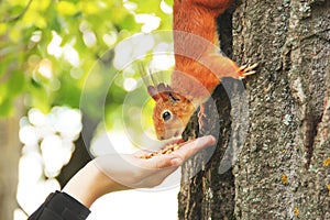Sciurus. Rodent. The squirrel eats nuts from a hand. Beautiful red squirrel in the park