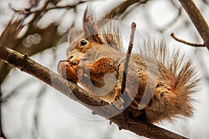 Sciurus. Rodent. A squirrel sits on a tree and eats a nut. Beautiful squirrel in the park