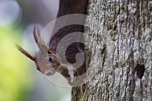 Sciurus vulgaris Eurasian Red Squirrel, Red Squirrel