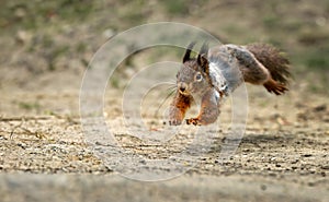 Sciurus vulgaris ognevi squirrel scurrying across a sandy terrain