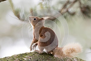 Sciurus vulgaris, red squirrel body and face portraits