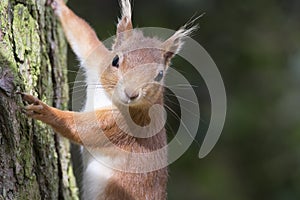 Sciurus vulgaris, red squirrel body and face portraits