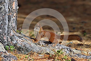 Sciurus vulgaris. Red squirrel in September on the Yamal Peninsula