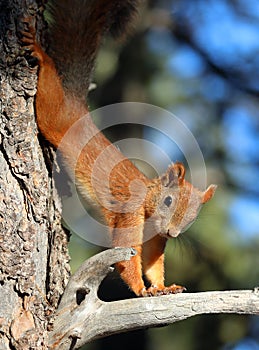 Sciurus vulgaris. Squirrel in pine forest in autumn