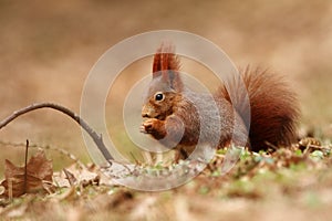 Sciurus vulgaris. The squirrel was photographed in the Czech Republic.