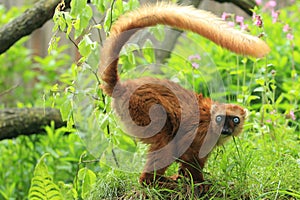 Sclater lemur