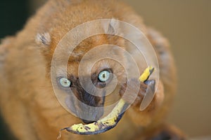 Sclater's Black Lemur