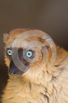 Sclater's Black Lemur