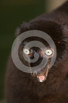 Sclater's Black Lemur