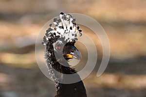 Sclater\'s hokko, Bare-faced Curassow, Crax fasciolata