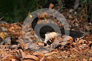 Sclater\'s hokko, Bare-faced Curassow, Crax fasciolata photo