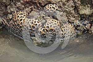 Scleractinia, also known as coral reefs or hard coral reefs photo