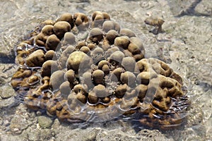 Scleractinia, also known as coral reefs or hard coral reefs photo