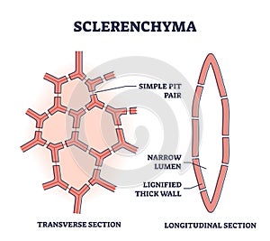 Sclerenchyma as ground or fundimental plant tissue type outline diagram