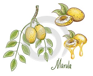 Sclerocarya birrea or marula. Vector drawn illustration