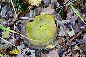 Scleroderma areolatum, Leopard Earthball fungus int he forrest