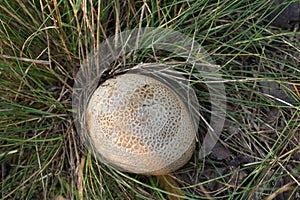 Scleroderma citrinum, common earthball fungus in grass