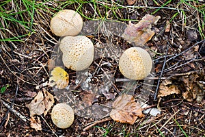 Scleroderma citrinum,  common earthball, pigskin poison puffball photo