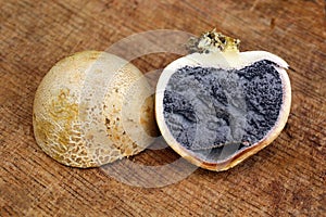 Scleroderma citrinum fungus