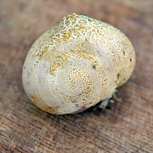 Scleroderma citrinum fungus