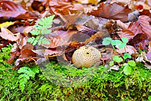 Scleroderma or eart ball in forest