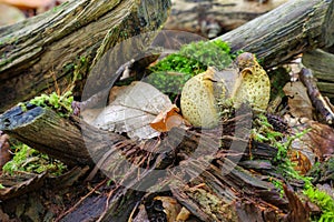 Scleroderma or eart ball in forest