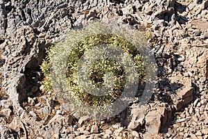 Sclerophyllic semi-bush on the bare rocks on the arid lands of Turkish Mediterranean coast.